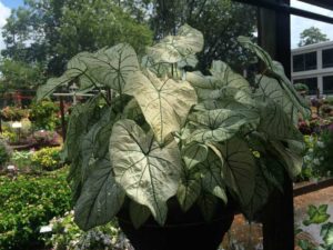 2016 University of Georgia Field Trials Results
