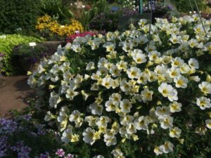 2016 University of Georgia Field Trials Results