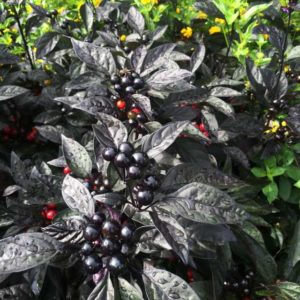 2016 University of Georgia Field Trials Results
