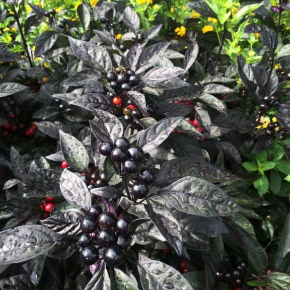 2016 University of Georgia Field Trials Results