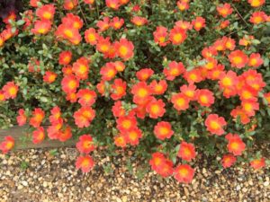 2016 University of Georgia Field Trials Results
