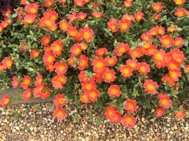 2016 University of Georgia Field Trials Results