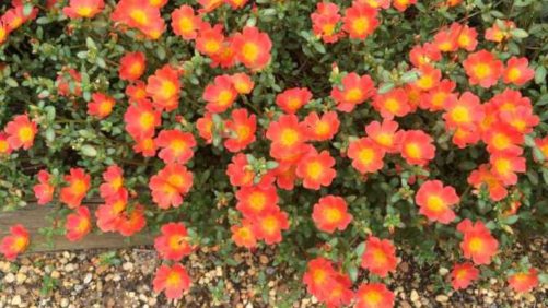 2016 University of Georgia Field Trials Results