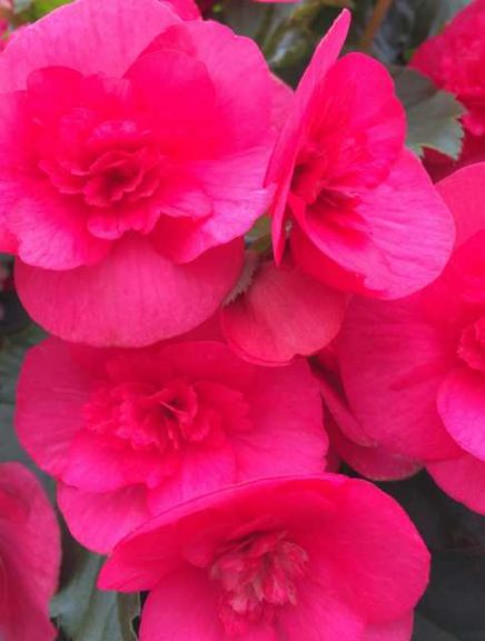 2016 Welby Gardens Field Trials Results