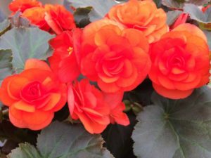 2016 Welby Gardens Field Trials Results