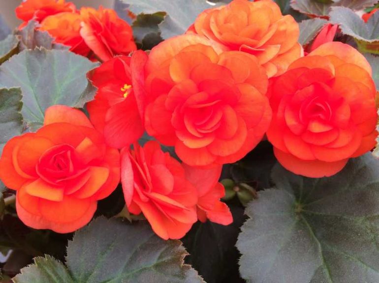 2016 Welby Gardens Field Trials Results