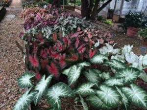 2016 University of Georgia Field Trials Results