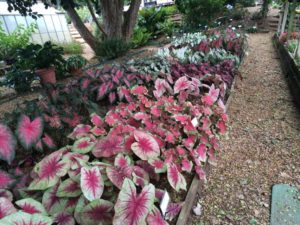 2016 University of Georgia Field Trials Results