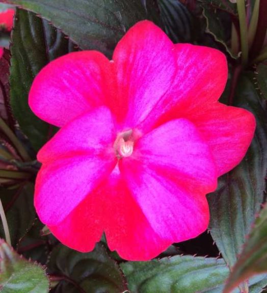 2016 Welby Gardens Field Trials Results