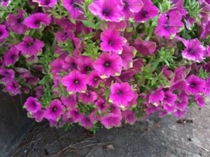 2016 University of Georgia Field Trials Results