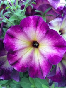 2016 Welby Gardens Field Trials Results