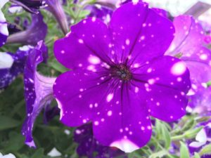 2016 Welby Gardens Field Trials Results