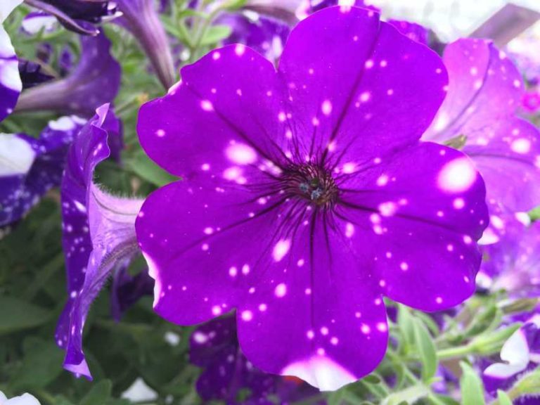 2016 Welby Gardens Field Trials Results