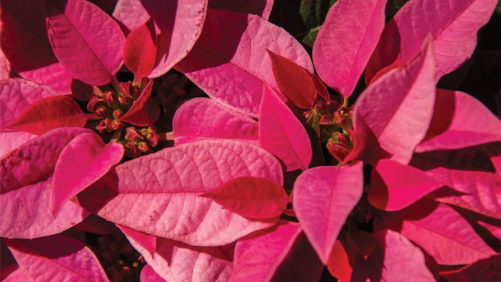 PlantPeddler Hosting Poinsettia Variety Day in December