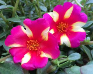 2016 Welby Gardens Field Trials Results
