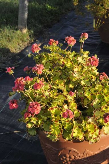 Geranium 'Glitterati Diva Queen'