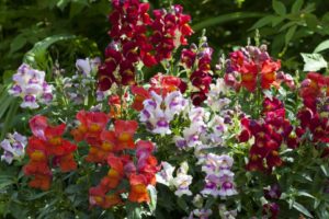 Antirrhinum Crackle n' Pop Bicolor Mix (Floranova)