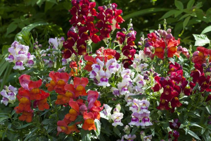 Antirrhinum Crackle n' Pop Bicolor Mix (Floranova)
