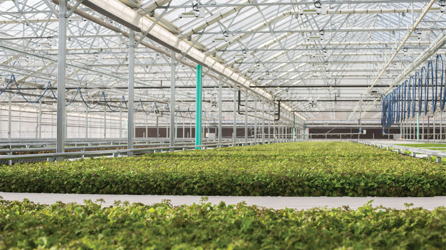 Baby Greens at Lef Farms feature labor challenges