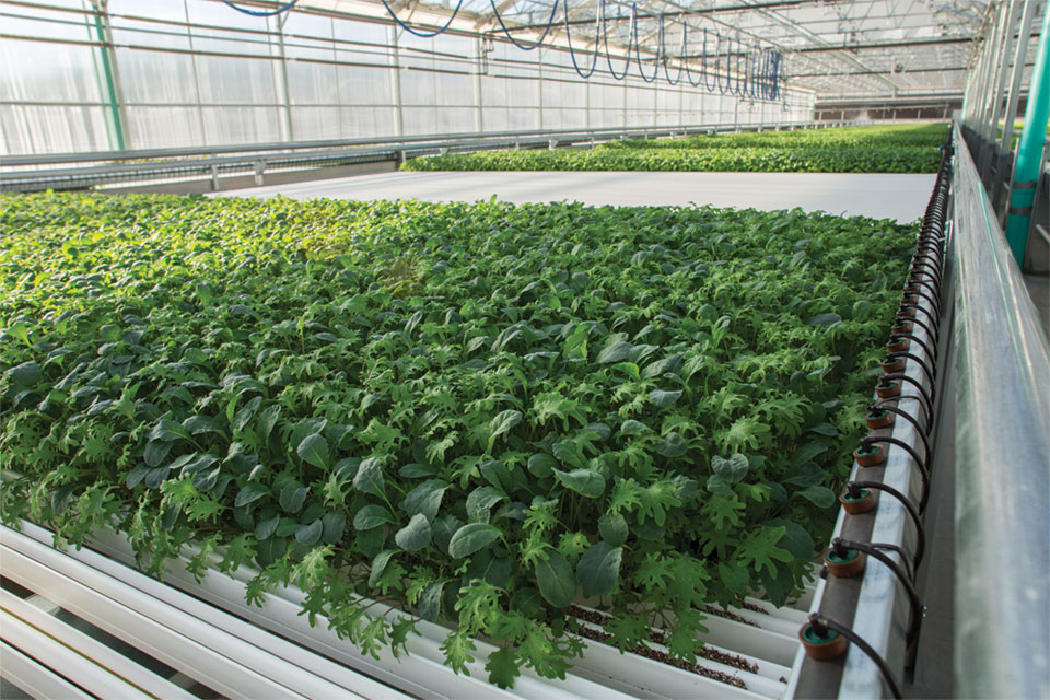 Baby Greens at Lef Farms