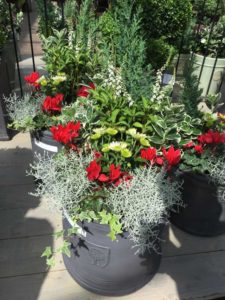 Calocephalus ‘Bed Head’ (Ernst Benary of America)