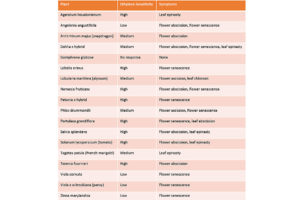 Bedding Plants Response to Ethylene
