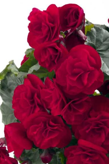 Begonia elatior 'Carmen' (Beekenkamp)