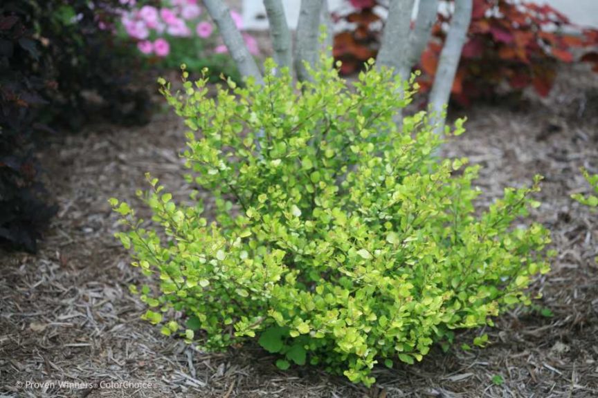 Betula 'Golden Treasure' (Spring Meadow Shrubs)