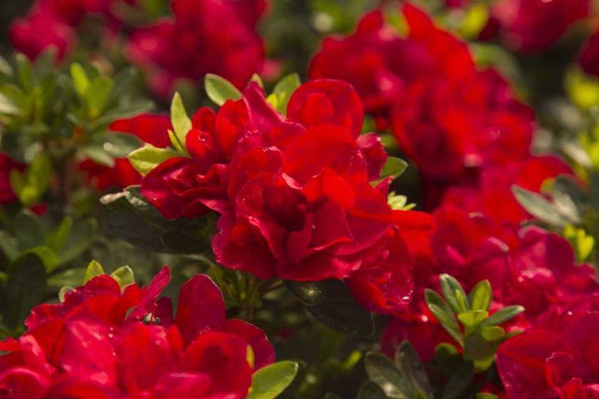 Azalea ‘Autumn Bonfire’ (Sunset Western Garden Collection)