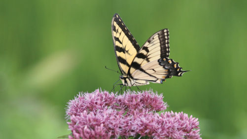 How Important Are Pollinators to Your Greenhouse Business?