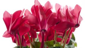 Blooming Potted Plants for 2018 From California Spring Trials
