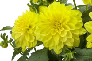 Dahlia LaBella Maggiore Series (Beekenkamp)