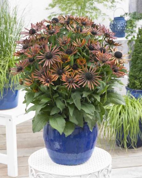 Echibeckia 'Summerina Electra Shock' (Pacific Plug & Liner)
