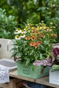 Echinacea Moodz Series (HilverdaKooij)