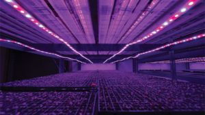 An Inside Look at Emerald Coast Growers’ New Seed House