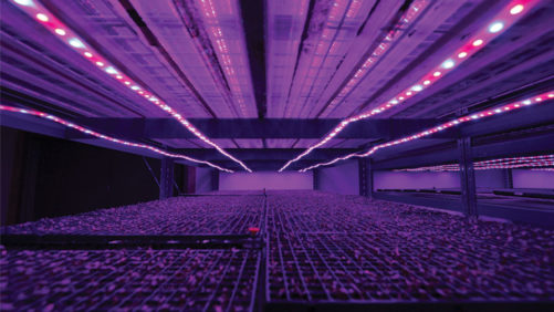 An Inside Look at Emerald Coast Growers’ New Seed House