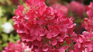 Shrubs, Subshrubs, and Groundcovers from California Spring Trials 2017