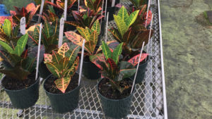 Bayer Altus Update: Neonic Insect Control Alternative Now Available