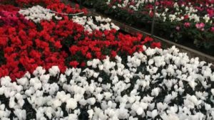 How Great Photos Can Help You Sell More Plants