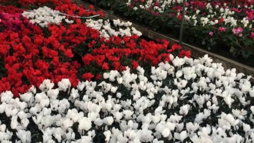 How Great Photos Can Help You Sell More Plants