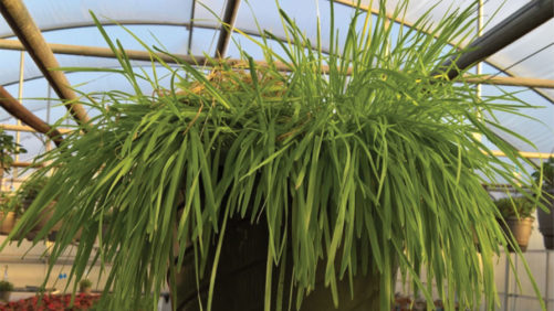How You Can Market the Benefits of Biocontrols