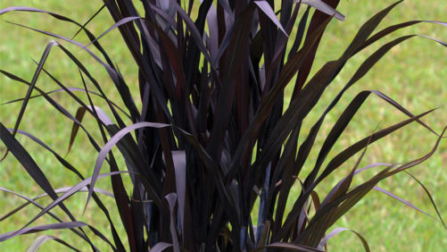 Now is the Time for Growers to Plan for Fall Perennial Planting