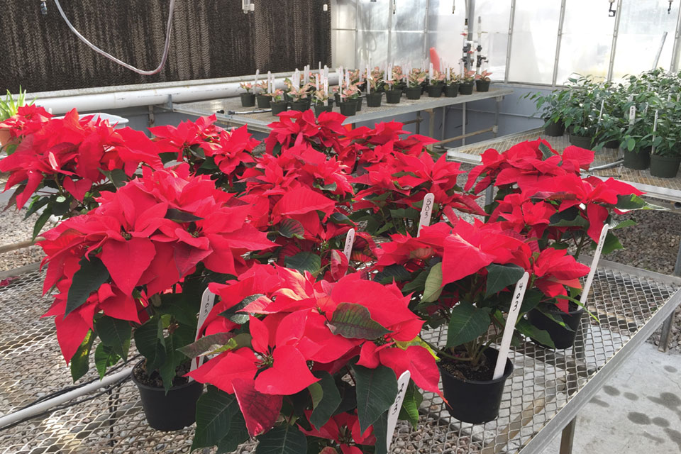 Bayer Altus Update: Neonic Insect Control Alternative Now Available