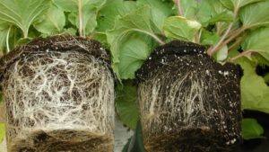 Florida Ornamental Growers Took a Hit in 2016 Thanks to Wet Weather