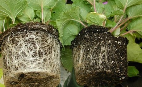 Florida Ornamental Growers Took a Hit in 2016 Thanks to Wet Weather