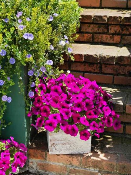 Petunia ‘Success! Purple’ (Ernst Benary of America)