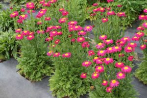 Tanacetum ‘Radiant Deep Pink’ (Terra Nova Nurseries)