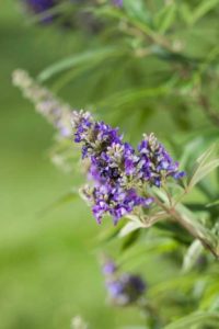 Vitex ‘First Editions Blue Puffball’ (Bailey Nurseries)