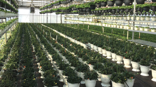 How Suppliers Are Addressing Remote Monitoring Needs for Greenhouse Growers