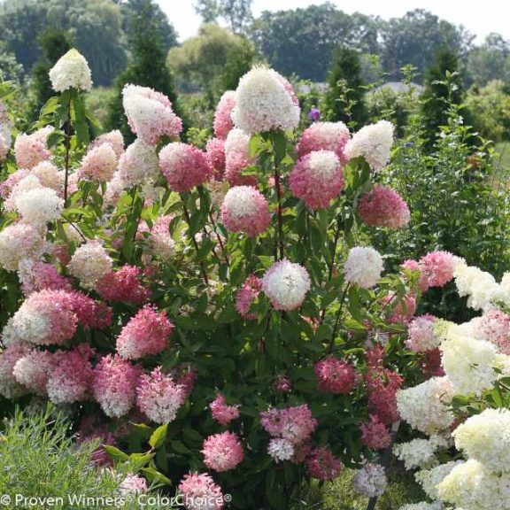 Hydrangea paniculata ‘Zinfin Doll’ (Spring Meadow Shrubs)  